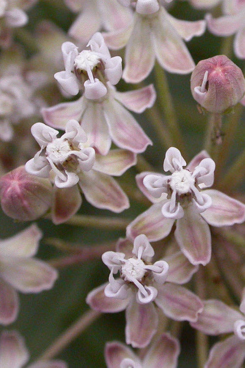  Narrowleaf Milkweed - 1 Gallon Pot