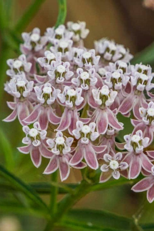  Narrowleaf Milkweed - 6 Pack Of 1 Gallon Pots