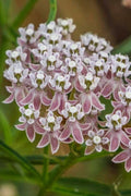  Narrowleaf Milkweed - 1 Gallon Pot