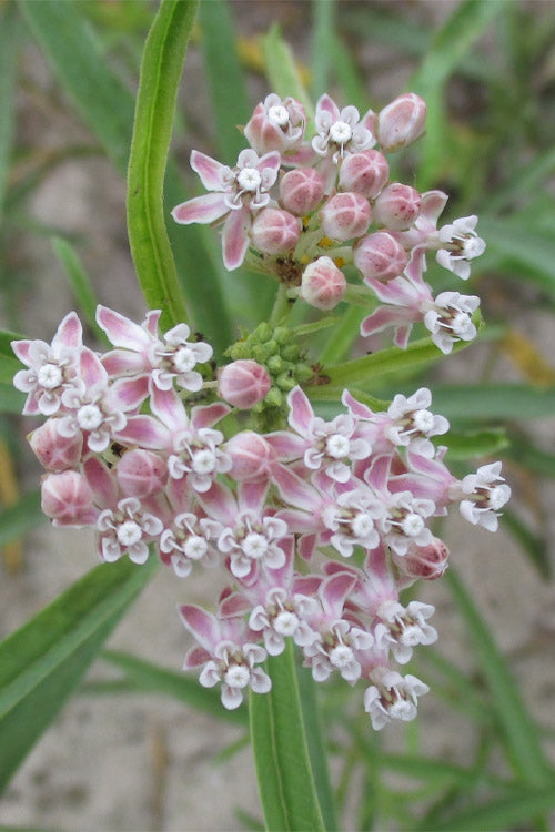  Narrowleaf Milkweed - 6 Pack Of 1 Gallon Pots