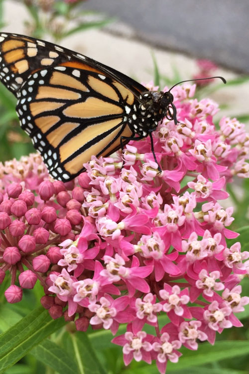  Rose Swamp Milkweed (Asclepias Incarnata) - 5 Pack Of Quart Pots