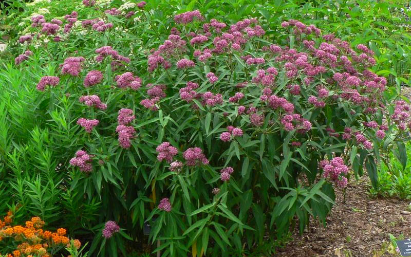  Cinderella Swamp Milkweed (Asclepias Incarnata) - 2 Gallon Pot
