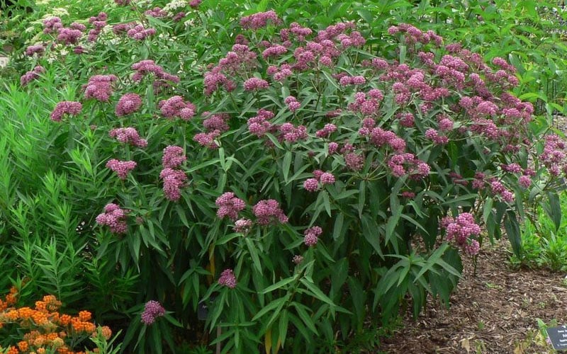  Rose Swamp Milkweed (Asclepias Incarnata) - 5 Pack Of Quart Pots