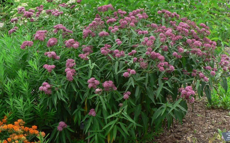  Rose Swamp Milkweed (Asclepias Incarnata) - 5 Pack Of Quart Pots