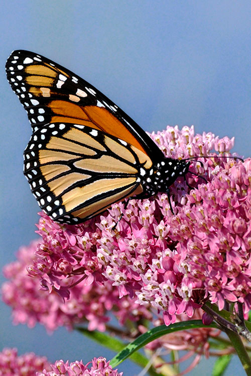  Rose Swamp Milkweed (Asclepias Incarnata) - 6 Pack Of 1 Gallon Pots