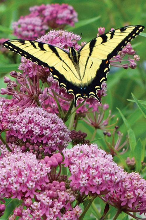  Rose Swamp Milkweed (Asclepias Incarnata) - 10 Pack Of Quart Pots