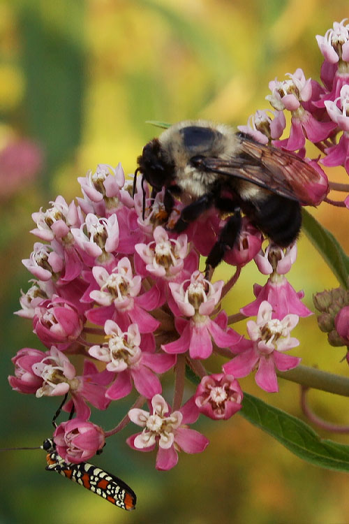  Rose Swamp Milkweed (Asclepias Incarnata) - 8 Pack Of 1 Gallon Pots