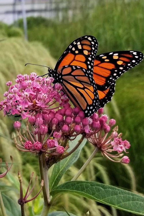  Rose Swamp Milkweed (Asclepias Incarnata) - 5 Pack Of Quart Pots