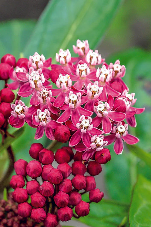  Soulmate Swamp Milkweed (Asclepias Incarnata) - 1 Gallon Pot