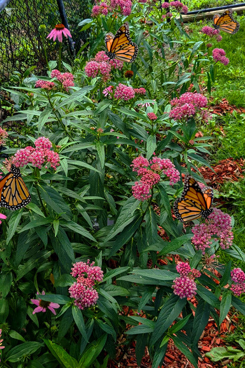  Soulmate Swamp Milkweed (Asclepias Incarnata) - 1 Gallon Pot