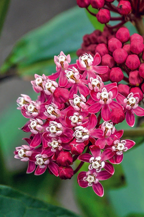 Soulmate Swamp Milkweed (Asclepias Incarnata) - 1 Gallon Pot