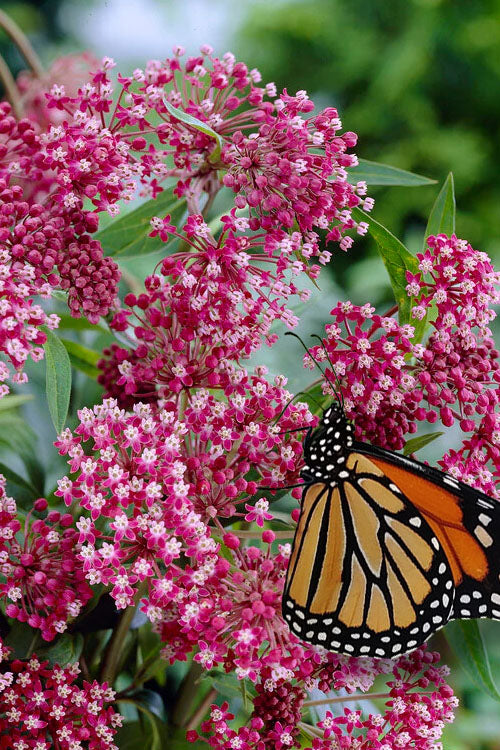  Soulmate Swamp Milkweed (Asclepias Incarnata) - 1 Gallon Pot