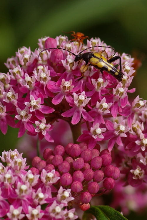  Soulmate Swamp Milkweed (Asclepias Incarnata) - 1 Gallon Pot