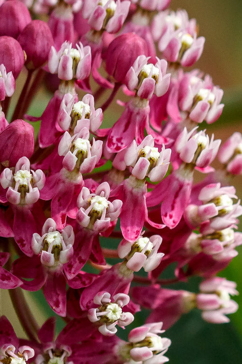  Soulmate Swamp Milkweed (Asclepias Incarnata) - 1 Gallon Pot