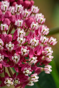  Soulmate Swamp Milkweed (Asclepias Incarnata) - 1 Gallon Pot