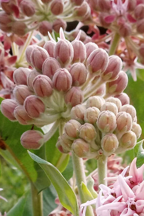  Fragrant Showy Milkweed - 6 Pack Of 1 Gallon Pots