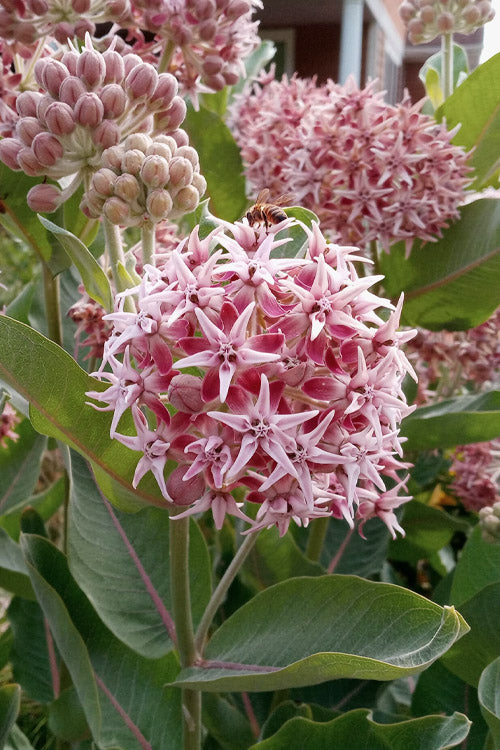  Fragrant Showy Milkweed - 6 Pack Of 1 Gallon Pots