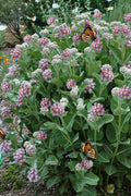  Fragrant Showy Milkweed - 1 Gallon Pot