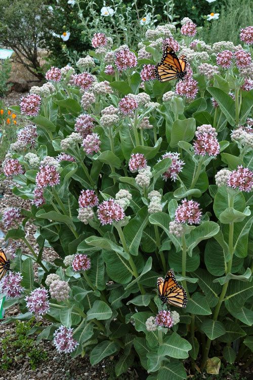 Fragrant Showy Milkweed - 1 Gallon Pot