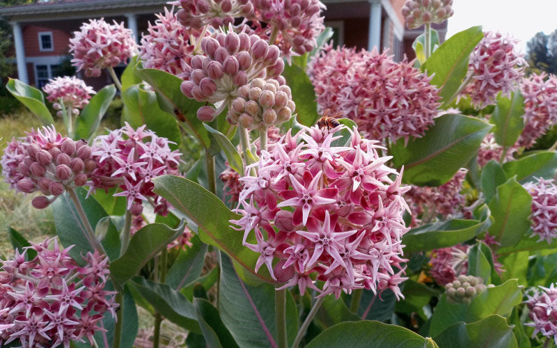  Fragrant Showy Milkweed - 6 Pack Of 1 Gallon Pots