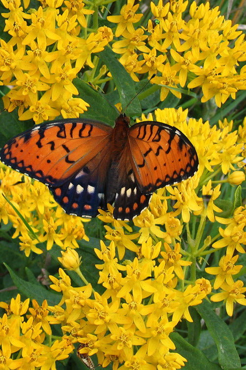  Hello Yellow Butterfly Weed - 6 Pack Of 1 Gallon Pots
