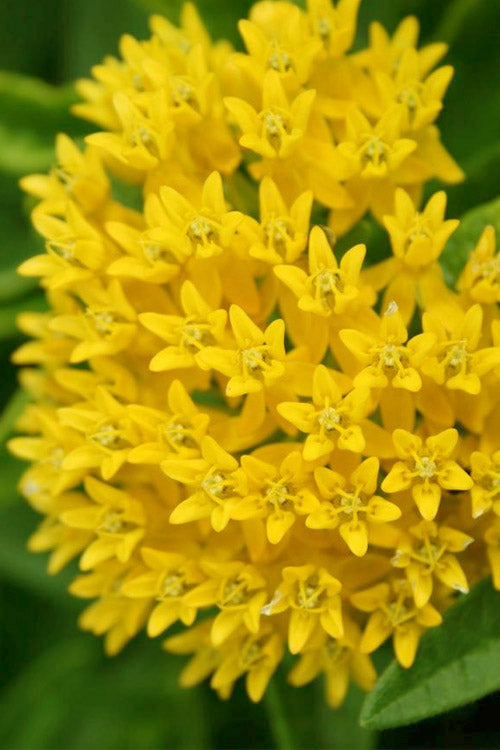  Hello Yellow Butterfly Weed - 1 Gallon Pot