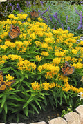  Hello Yellow Butterfly Weed - 6 Pack Of 1 Gallon Pots