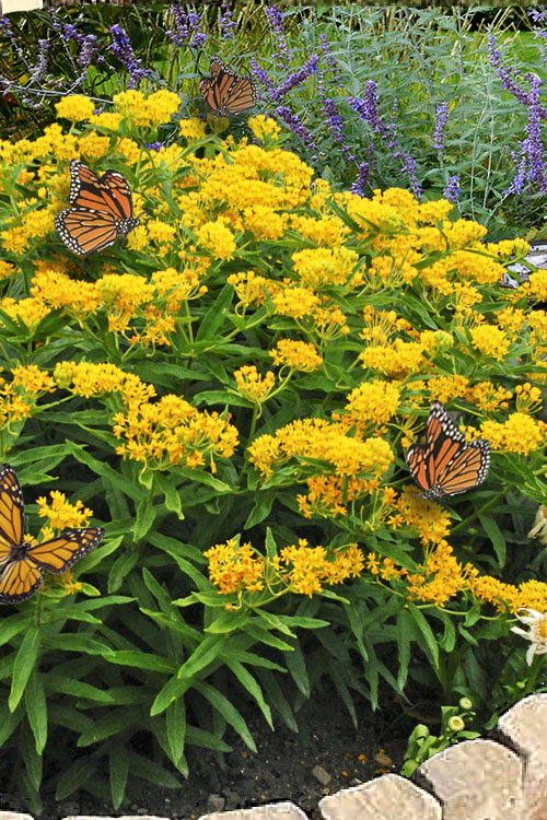  Hello Yellow Butterfly Weed - 6 Pack Of 1 Gallon Pots