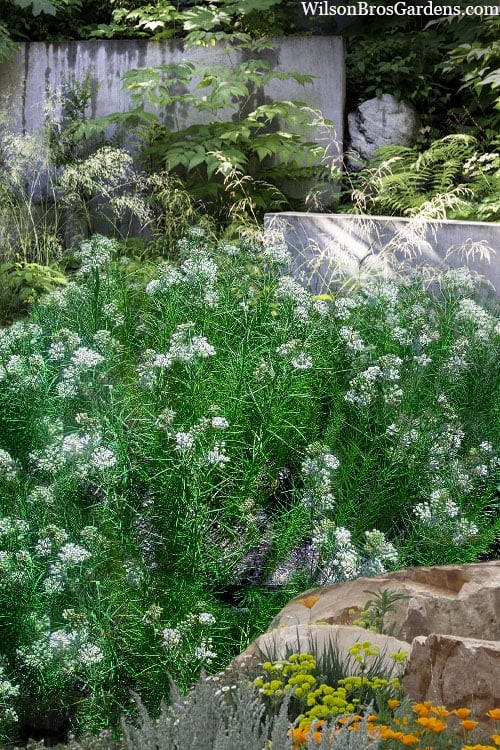  White Whorled Milkweed (Asclepias Verticillata) - 1 Gallon Pot 