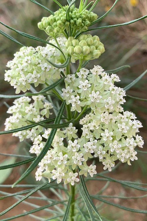  White Whorled Milkweed (Asclepias Verticillata) - 1 Gallon Pot 