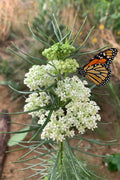  White Whorled Milkweed (Asclepias Verticillata) - 1 Gallon Pot 