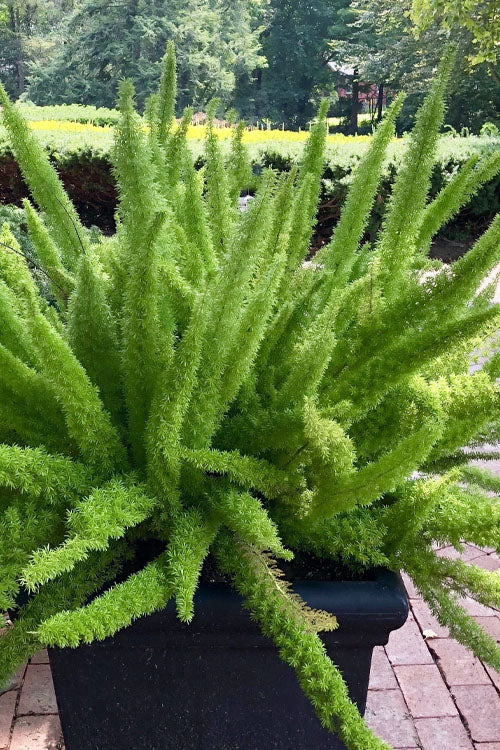  Foxtail Fern (Asparagus Densiflorus) - 1 Gallon Pot