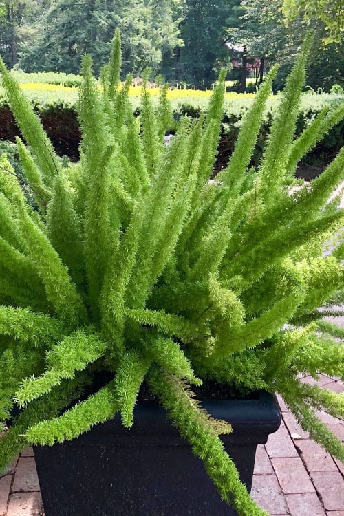  Foxtail Fern (Asparagus Densiflorus) - 3 Gallon Pot