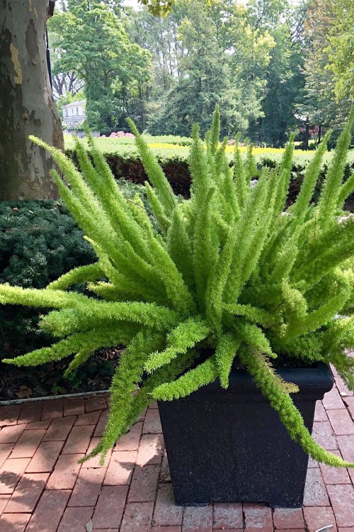  Foxtail Fern (Asparagus Densiflorus) - 1 Gallon Pot