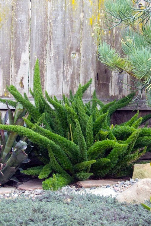  Foxtail Fern (Asparagus Densiflorus) - 1 Gallon Pot