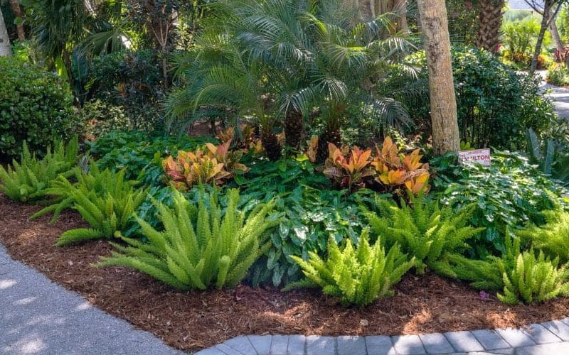  Foxtail Fern (Asparagus Densiflorus) - 1 Gallon Pot