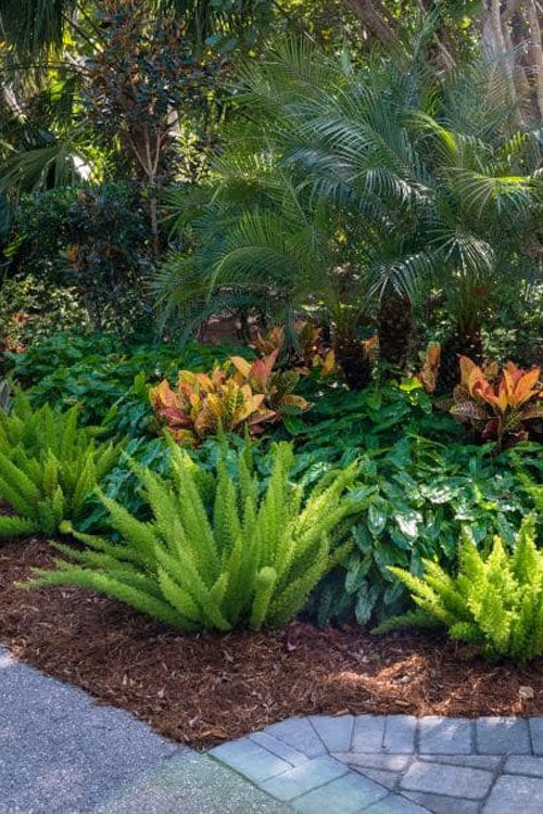  Foxtail Fern (Asparagus Densiflorus) - 3 Gallon Pot