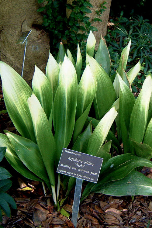  Morning Sun Cast Iron Plant (Aspidistra Elatior 'Asahi') - 1 Gallon Pot