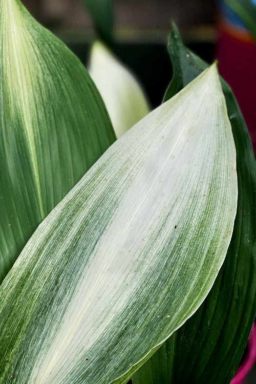  Morning Sun Cast Iron Plant (Aspidistra Elatior 'Asahi') - 3 Gallon Pot