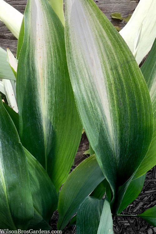  Morning Sun Cast Iron Plant (Aspidistra Elatior 'Asahi') - 3 Gallon Pot