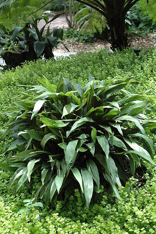  Milky Way Cast Iron Plant - 3 Gallon Pot