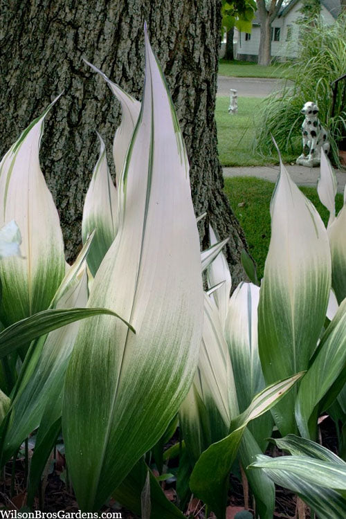  Snowcap Cast Iron Plant (Aspidistra Elatior 'Snowcap') - 3 Gallon Pot
