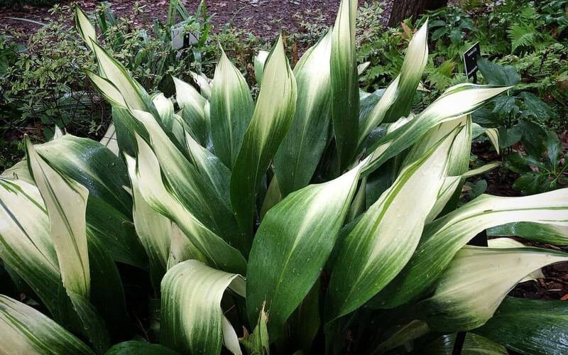  Snowcap Cast Iron Plant (Aspidistra Elatior 'Snowcap') - 3 Gallon Pot