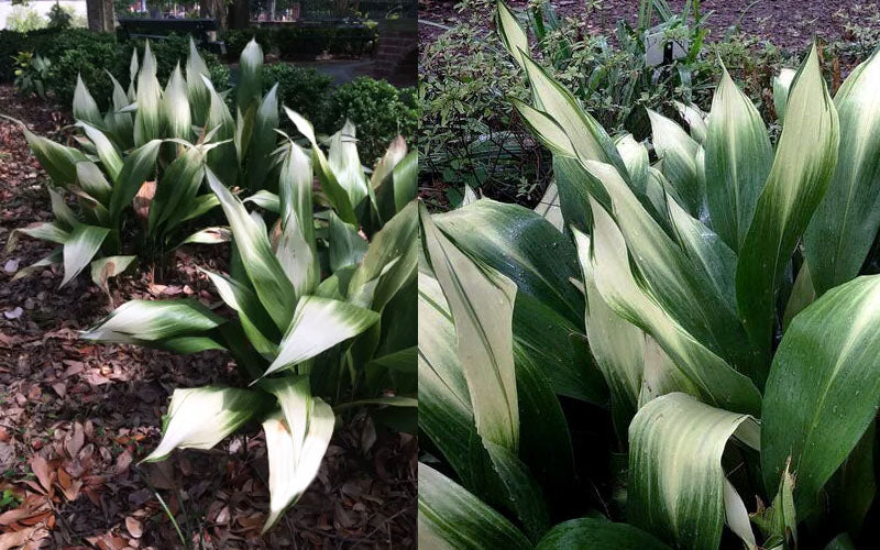  Snowcap Cast Iron Plant (Aspidistra Elatior 'Snowcap') - 3 Gallon Pot