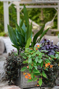  Tiny Tank Dwarf Cast Iron Plant - 3 Gallon Pot