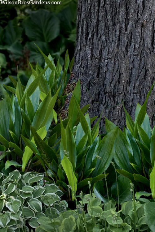  Tiny Tank Dwarf Cast Iron Plant - 3 Gallon Pot