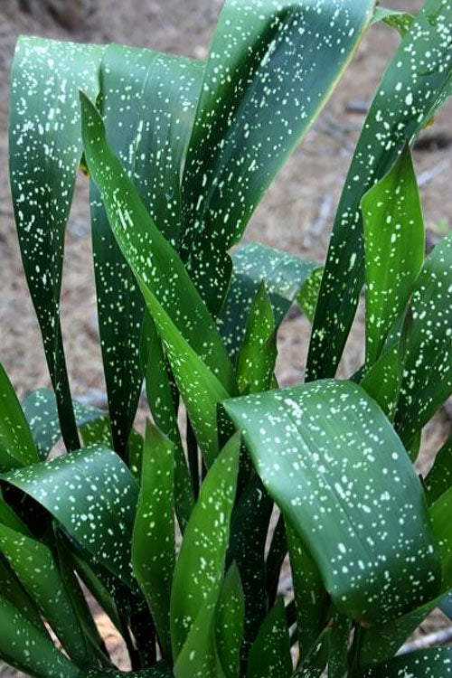  Spek-tacular Cast Iron Plant - 1 Gallon Pot