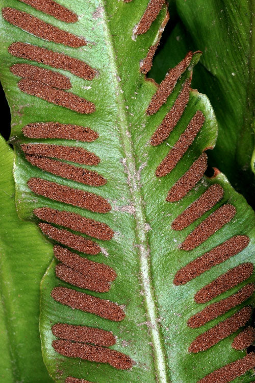  Hart's Tongue Fern (Asplenium Scolopendrium) - 1 Gallon Pot