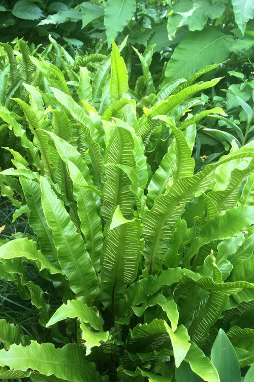  Hart's Tongue Fern (Asplenium Scolopendrium) - 1 Gallon Pot