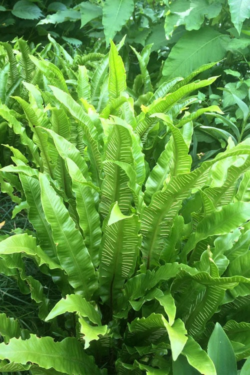  Hart's Tongue Fern (Asplenium Scolopendrium) - 1 Gallon Pot